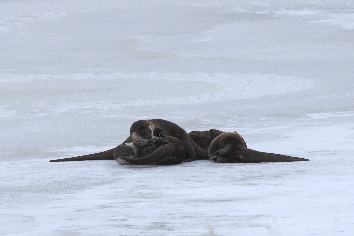 Napping on Ice