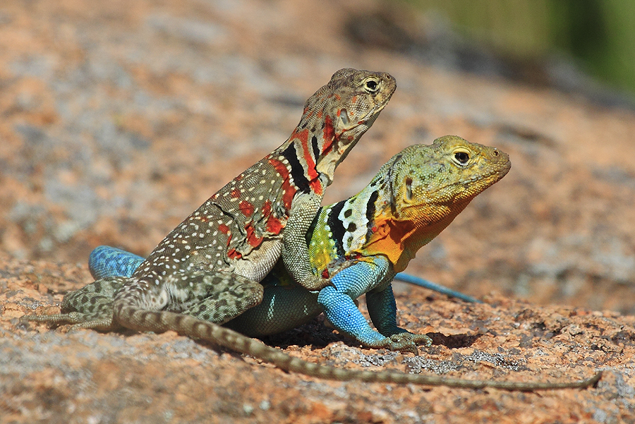 The Best Time To Photograph Collared Lizards.