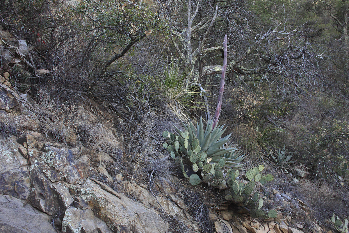 Century Plant (Agave) On The Pinnacles Trail