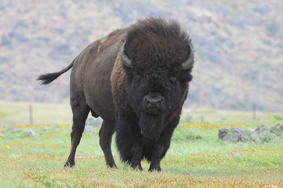 bison wildlife photography