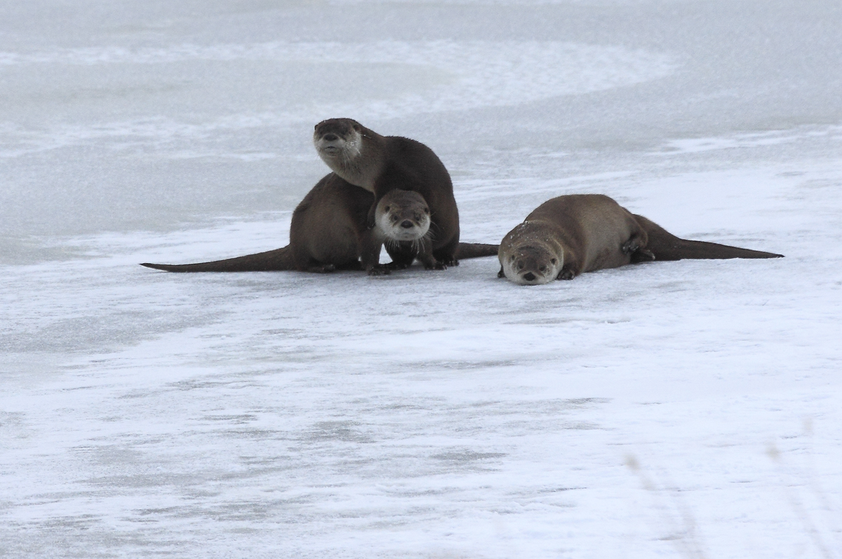 Otters on Ice