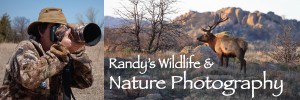 Randy's Wildlife and Nature Photography